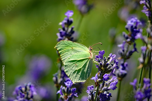 Foto Brimstone Butterfly (Gonepteryx rhamni) Feeding on Blooming Lavender Flowers in