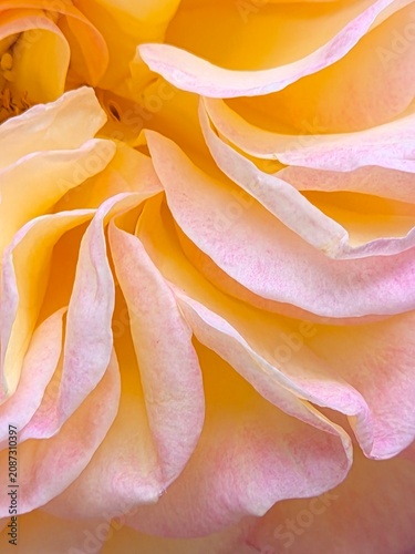 Macro close up of rose flower pink and peach color, soft focus.