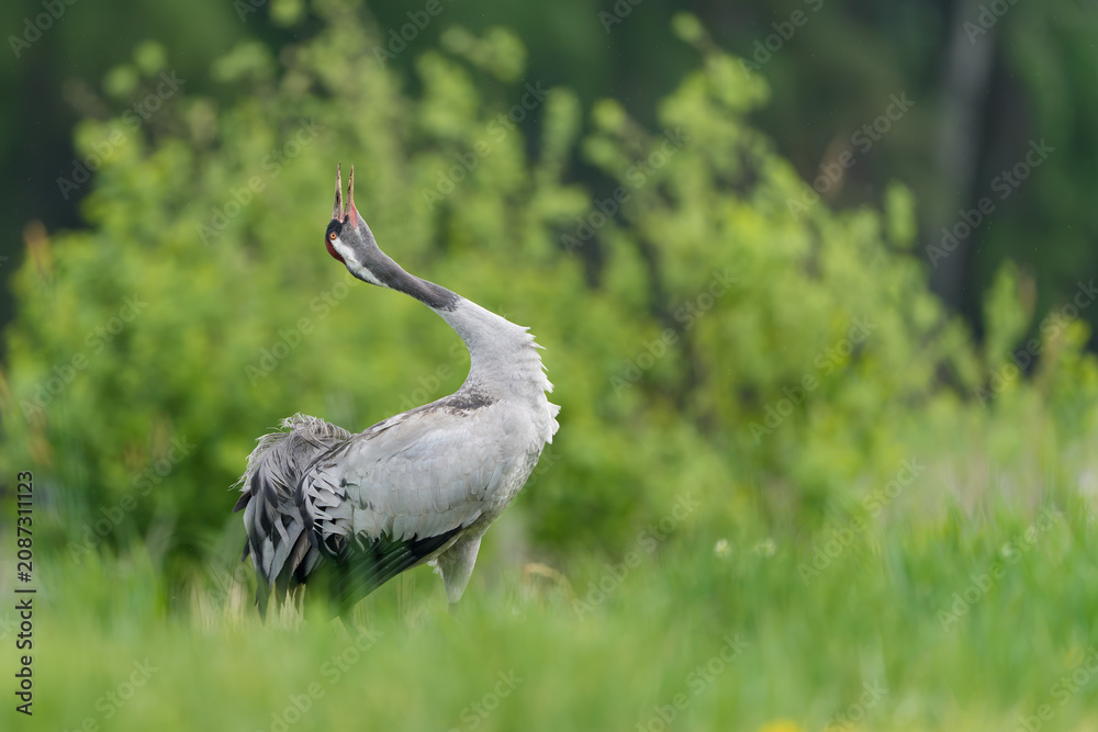 Fototapeta premium Common Crane Calling in a Lush Green Meadow