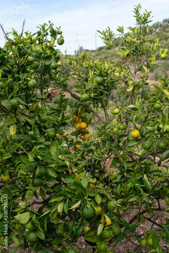 Citrus orchard with ripening oranges and green fruits on tree branches