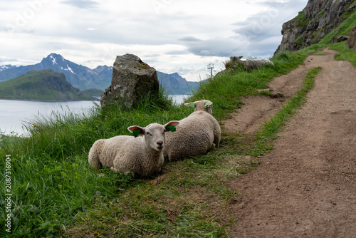 Sheep resting beside mountain trail with dramatic coastal landscape