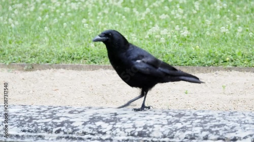 Grand Corbeau (Corvus corax) marchant sur une pelouse desséchée pendant la canicule dans un parc urbain
