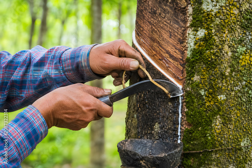 Farmer hand tapping rubber tree bark to extract natural latex in tropical plantation, traditional rubber harvesting