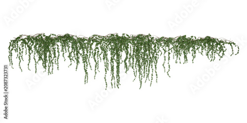 Hanging Ivy Vine Border Isolated on Transparent Background, Realistic Green Creeper PNG