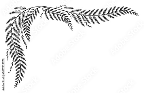 fern leaf corner border with curved tropical fronds in elegant botanical style