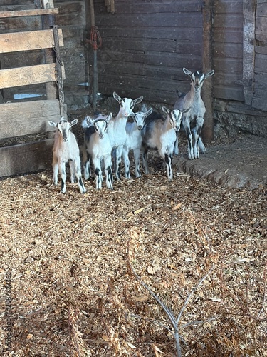 goats on the farm