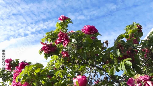 Beautiful Rosa rugosa bush with vibrant pink flowers and fresh green leaves gently swaying in the wind against a blue sky with scattered clouds on a bright sunny day