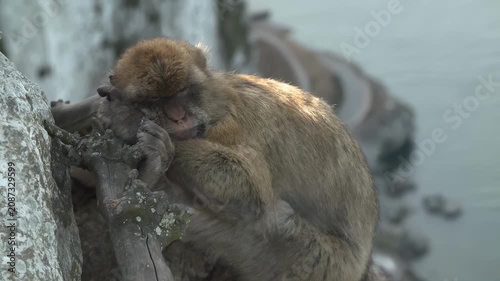 Close-up of a Barbary macaque monkey resting on a rocky cliff face