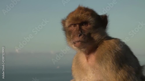 Close-up of a Barbary macaque monkey sitting calmly against a soft blue sky background
