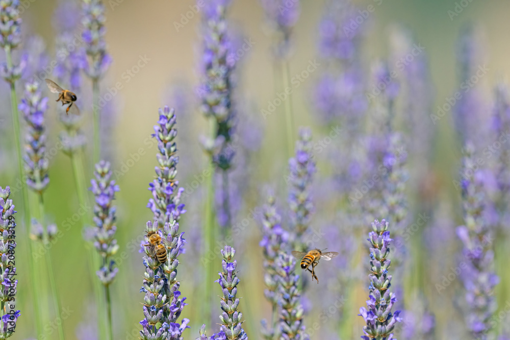 Obraz premium A selective, aesthetically focused macro photograph of honeybees flying over and collecting pollen from vibrant purple lavender flowers.