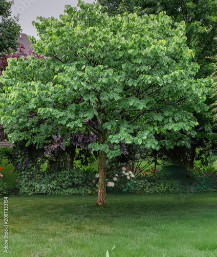 Healthy eastern redbud tree with a lush green canopy in a well maintained suburban landscape after spring rains, showcasing vibrant foliage, graceful branching, and seasonal garden beauty.