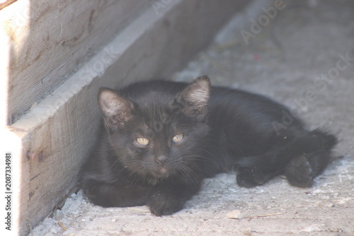kitten in the barn