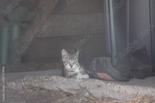 kitten relaxing in the barn