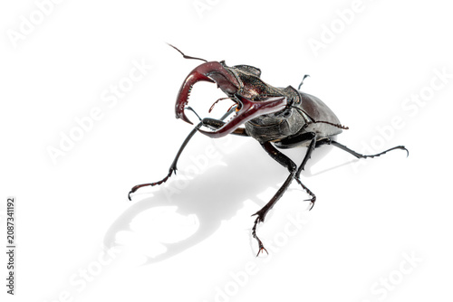 Male stag beetle close up on white background. Impressive lucanus cervus looking at camera with giant pincers raised