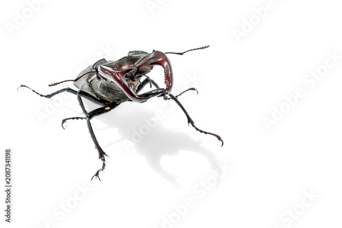 Close up of stag beetle male on white background. Dynamic perspective of European lucanus cervus with giant pincers raised