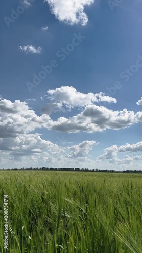 A scenic vertical shot of a lush green wheat field gently swaying in the wind under a vibrant blue sky filled with fluffy white clouds on a bright, sunny day, capturing natural beauty.