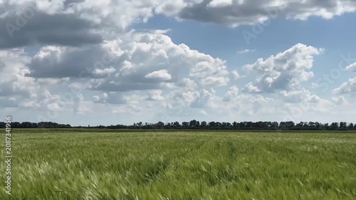 A scenic vertical shot of a lush green wheat field gently swaying in the wind under a vibrant blue sky filled with fluffy white clouds on a bright, sunny day, capturing natural beauty.