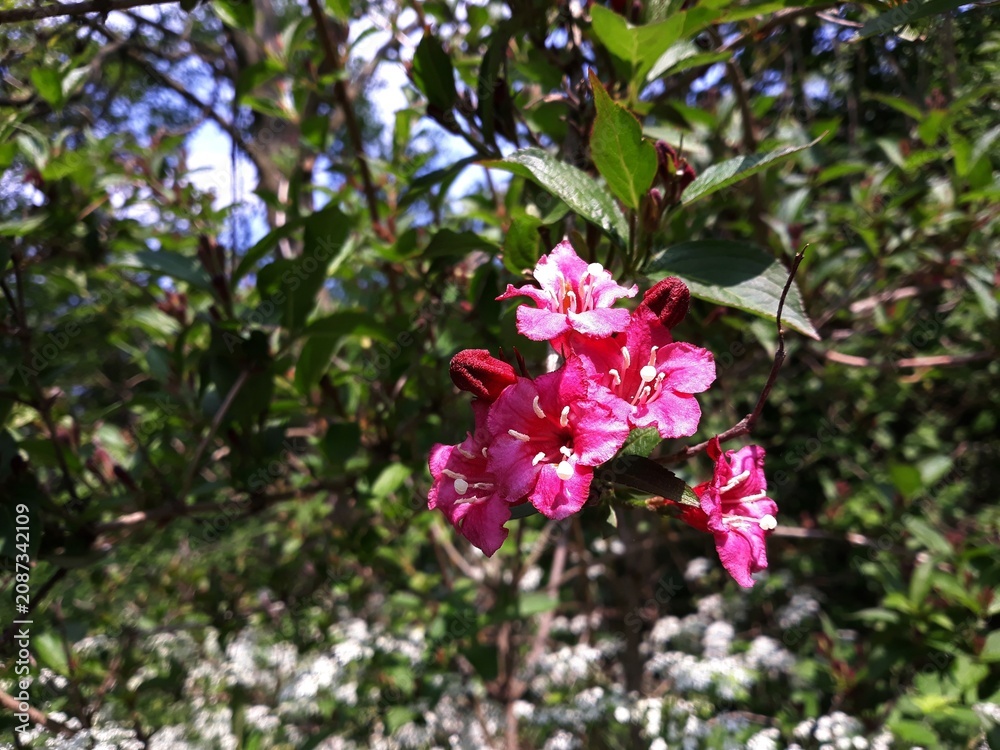 Naklejka premium Red flowers of Weigela Eva Rathke, in the garden. 