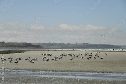 Fotografía Mouettes sur la plage à marée basse à Ambleteuse à la Côte d'Opale (France)