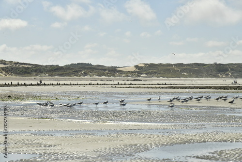 Fotografie Mouettes sur la plage à marée basse à Ambleteuse à la Côte d'Opale (France)