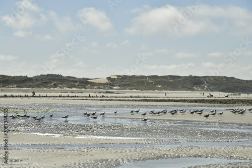 Konstfotografi Mouettes sur la plage à marée basse à Ambleteuse à la Côte d'Opale (France)