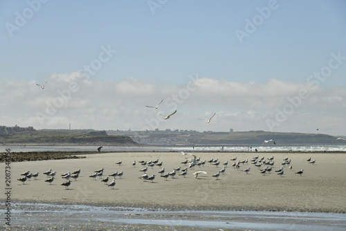 Cuadro en lienzo Mouettes sur la plage à marée basse à Ambleteuse à la Côte d'Opale (France)