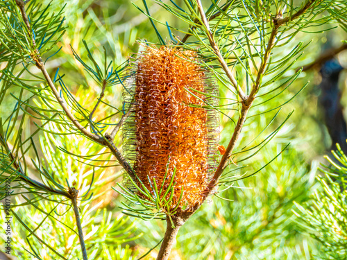 Photograph of a Hairpin Banksia plant flowering in a forest in the Blue Mountains in New South Wales, Australia