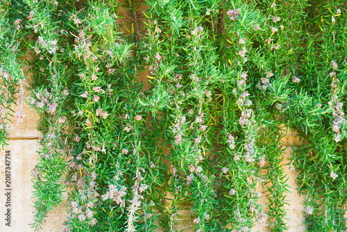 Blooming Rosemary Covering a Natural Stone Wall in Sunlight