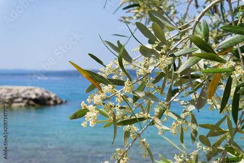 Blooming olive branches overlooking the Adriatic Sea in Krk, Croatia