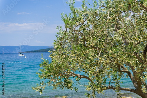 Flowering olive tree with sea view and sailboat in Krk, Croatia