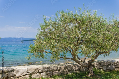 Full olive tree by the shore with Adriatic Sea view in Krk, Croatia