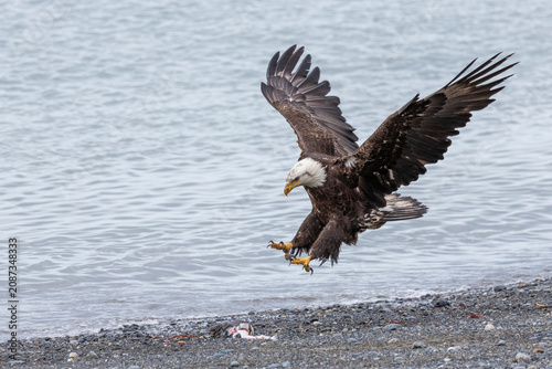 A bald eagle coming in for a landing with feet outstretched