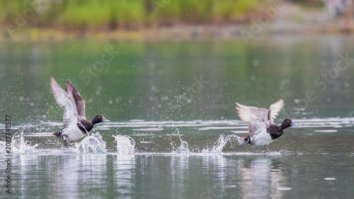 Quadro em tela Two scaups taking off from the water