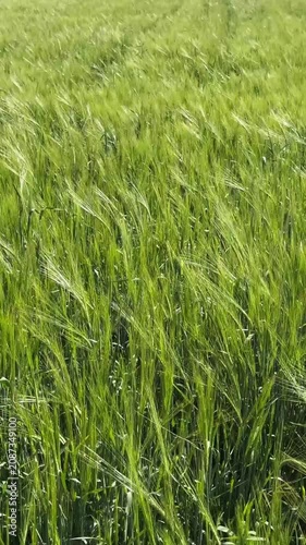 A vertical high-angle shot of a vibrant green barley field rippling and blowing under strong winds on a sunny day, showcasing textured agricultural crop movement and organic farming scenery.