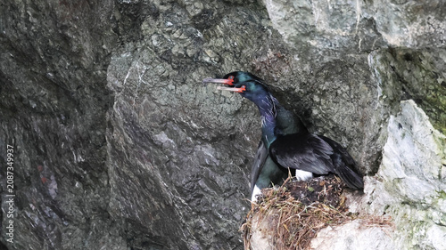 Obraz na plátně Two pelagic cormorants perched on a nest in a rocky alcove