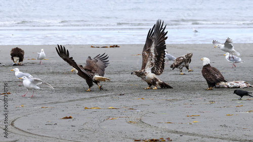 Foto A juvenile bald eagle chasing a mature bald eagle away from fish remains on a be