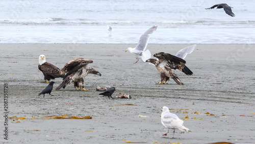 Quadro su tela Two juvenile bald eagles sparring over fish remains with a mature bald eagle wat