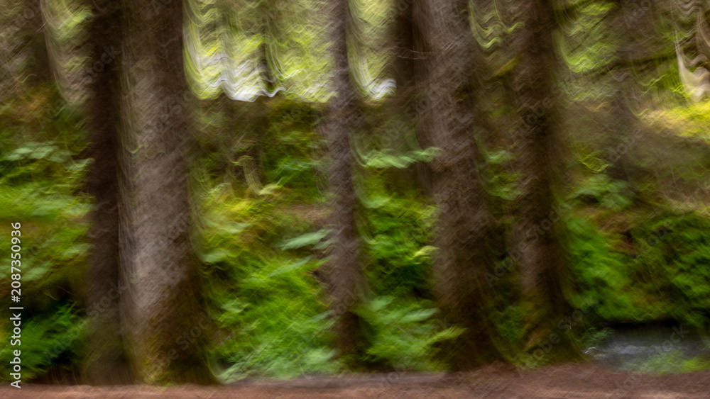 Fototapeta premium An ICM image of an old growth forest
