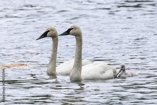 Фотография Two adult trumpeter swans with a single cygnet swimming with them