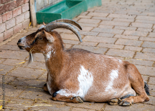 Принти на полотні Brown domestic goat with large curved horns resting on paved ground in animal fa