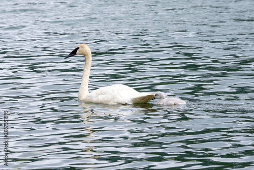 Obraz na plátně A trumpeter swan with a cygnet swimming closely behind it tucked under the back