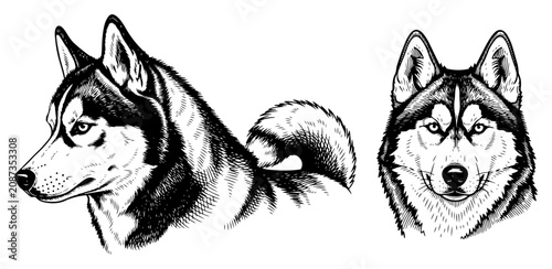 Εκτύπωση καμβά Siberian husky and alaskan malamute dog heads in vintage engraving style