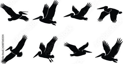 Fotografie Collection of black silhouettes of pelicans in various flight poses, isolated on