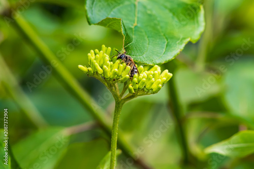 Sweat bee feeding on green flower buds during summer, shallow depth of field.