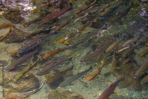 фотографія Salmon Migration in the Quinsam River