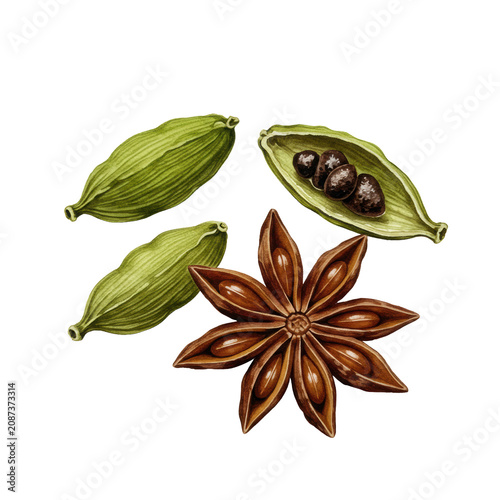 highly detailed watercolor illustration of two green and brown cardamom pods and a mahogany star anise, flat lay on bright white paper with soft shadows. concept for winter baking and holiday