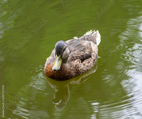 Quadro em tela Female mallard duck swimming in green water pond with reflection