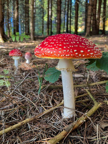 Fotografie Fly Agaric (Amanita muscaria) Mushroom in an Autumn Forest / Fliegenpilz im herb