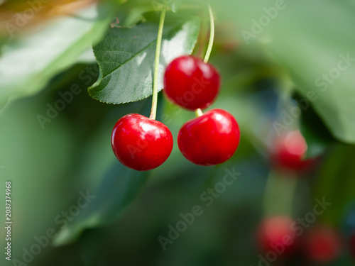 Konstfotografi Red cherries. Red cherries ripen on the branch. Selective focus