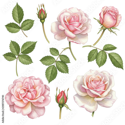 delicate watercolor botanical illustration of blush pink and creamy white rose blossoms, buds, and detailed leaves, isolated on a transparent background. concept of natural elegance and sophisticated